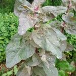 Atriplex hortensis Hoja