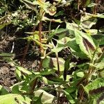 Persicaria microcephala Habitus