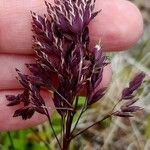 Poa alpina Blomma