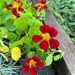 Tropaeolum minusFlower