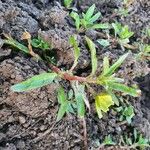 Ludwigia adscendens Blatt