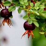 Rosa spinosissima Otro