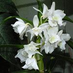 Dendrobium nobile