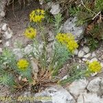 Euphorbia seguieriana Hábito