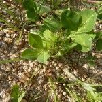 Trifolium spumosum Övriga