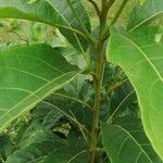 Terminalia superba পাতা