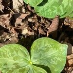 Trillium sessile Levél