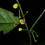 Dorstenia africana Blüte