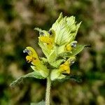 Rhinanthus alectorolophus Çiçek
