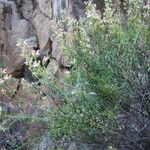 Keckiella breviflora Habit