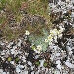 Saxifraga caesia Fula