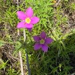 Sabatia campestris Flower