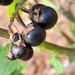 Solanum nigrum Gyümölcs