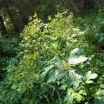 Heracleum maximum Fruit