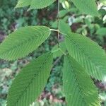 Acer carpinifolium Likasa