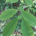 Acer carpinifolium Folha