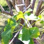 Jatropha curcas Blatt