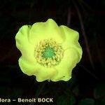 Ranunculus millefoliatus Flor