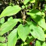 Lonicera tatarica List