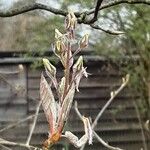 Amelanchier × lamarckii Žiedas