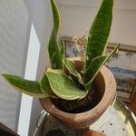 Sansevieria trifasciataЛист