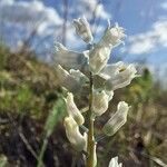Hyacinthella leucophaea Çiçek