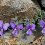 Viola diversifolia आदत