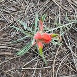 Castilleja integra 葉