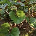 Ligularia dentata Leaf