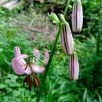 Lilium martagonFiore