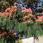 Albizia julibrissinফুল