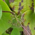 Stephania japonica 果
