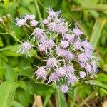 Chromolaena hookeriana Flower