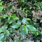 Ageratina ligustrina Hoja