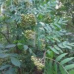 Sorbus aucupariaBlomst