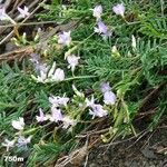 Astragalus austriacus Staniste