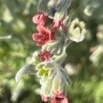 Pardoglossum cheirifolium Цвят
