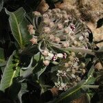 Asclepias eriocarpa 花