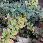 Cotoneaster microphyllus 葉