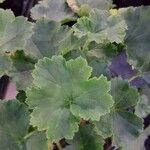 Pelargonium inodorum 葉