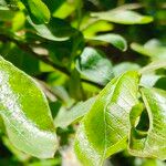 Salix hastata 葉