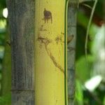 Bambusa vulgaris Кора