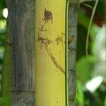 Bambusa vulgaris Bark