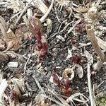 Neomirandea angularis Hoja