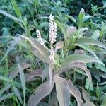 Persicaria senegalensis Flower