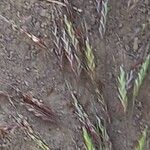 Bromus arvensis 花