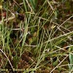 Carex pauciflora Habitus