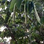 Bauhinia monandra Плод