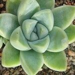 Echeveria elegans 叶