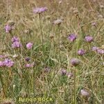 Armeria canescens आदत